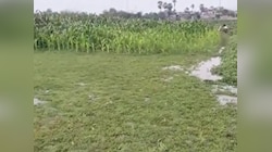 पाकुड़: बेमौसम बारिश ने बढ़ाई किसानों की चिंता: प्याज, गेहूं और मक्का की फसलें खराब
