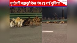 चोरों की कैद से भागे 7 कुत्ते, फिर 17 KM वापस लौटे! इस डॉगी ने किया लीड, अंत में...