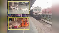 Raxaul News: रक्सौल जंक्शन या 'तबेला'? ए-ग्रेड स्टेशन पर आवारा पशुओं का कब्जा