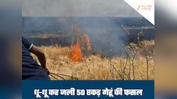 कटाई से पहले खड़ी फसल में लगी आग, 50 एकड़ गेहूं की फसल जलकर खाक, मुआवजे की मांग