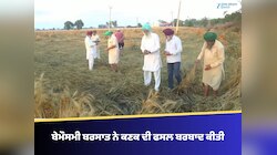 ਬੇਮੌਸਮੀ ਬਰਸਾਤ ਨੇ ਕਣਕ ਦੀ ਫਸਲ ਬਰਬਾਦ ਕੀਤੀ, ਕਿਸਾਨਾਂ ਨੇ 80% ਨੁਕਸਾਨ ਦਾ ਦਾਅਵਾ ਕੀਤਾ