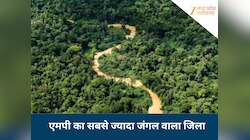मध्य प्रदेश के इस जिले में है सबसे घना जंगल, चारों तरफ हरियाली, जानिए क्षेत्रफल