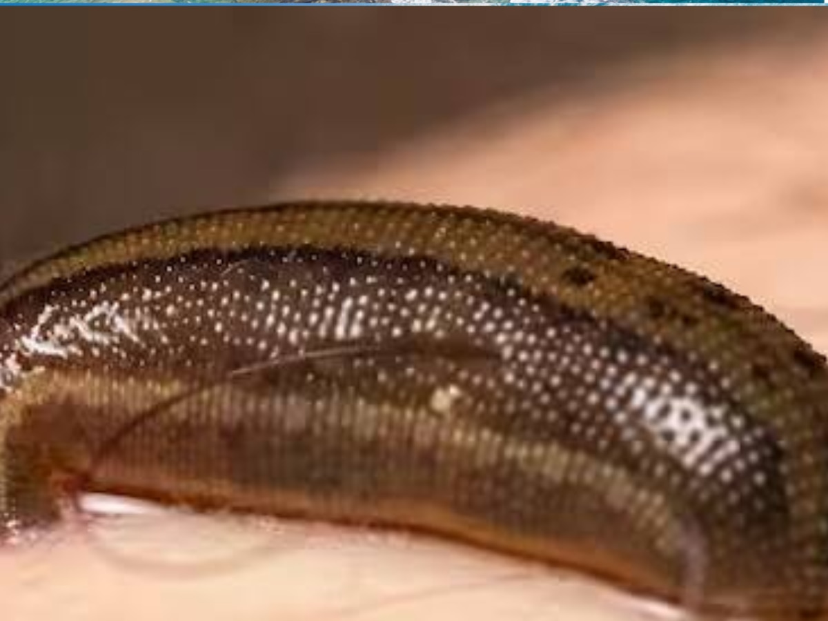 Interesting Facts about leech who had 32 brains 300 teeth 10 eyes ...