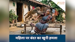 घर के बाहर बैठी महिला पर बंदर ने अचानक किया हमला, हाथ का मांस नोचा, इलाके में दहशत 