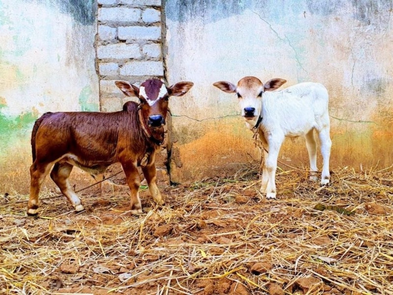 सबसे छोटी नस्ल की गाय