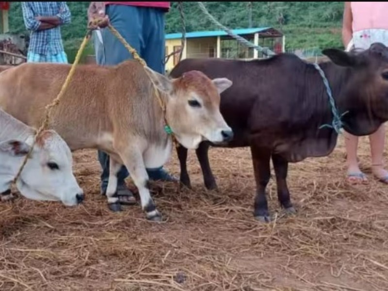 1000 रुपये किलो दूध वाली गाय