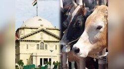 'गोकशी सिर्फ सामान्य कानून व्यवस्था का उल्लंघन नहीं...', NSA केस में याचिका खारिज