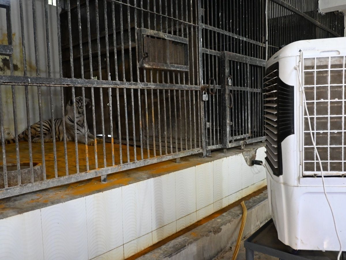 बाड़ों में कूलर और फैन की व्यवस्था