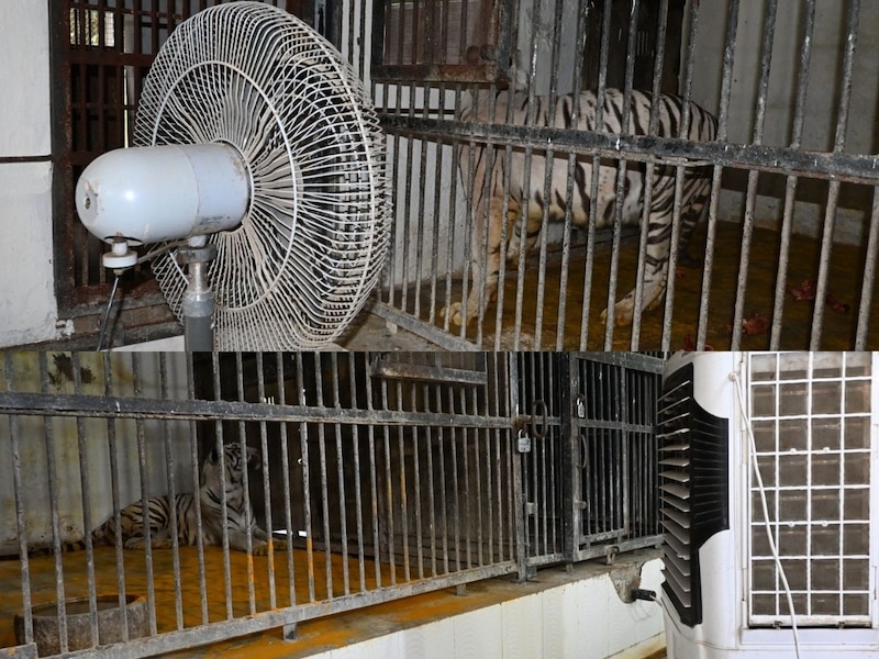 गर्मी से निपटने के लिए पटना जू में विशेष इंतजाम