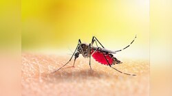World Malaria Day: मौत का भिनभिनाता साया: मलेरिया समेत 7 बीमारियों से दुनिया परेशान!