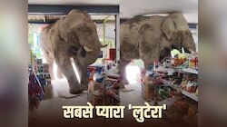 दुनिया की सबसे फनी डकैती! हाथी ने स्टोर में घुसकर की ऐसी लूट, Video हुआ वायरल