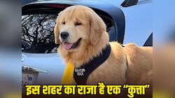 यहां 12 साल से एक कुत्ता चला रहा है पूरा शहर, कैसे बना मेयर? जानिए इसकी अनोखी कहानी