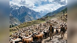 चमोली में आसमानी बिजली का कहर, 500 बकरियों की मौत से टूटा दुखों का पहाड़! 
