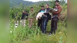 उत्तरकाशी पुलिस ने 75 वर्ग मीटर में फैली अफीम की खेती को किया नष्ट