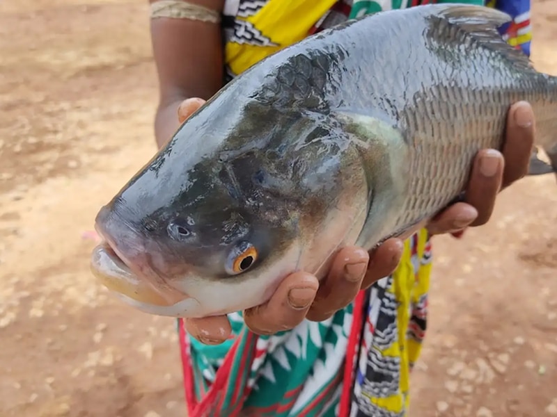 Bihar Fish Production: मछली उत्पादन में पूरी तरह आत्मनिर्भर होगा बिहार ...