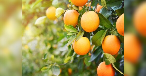 where most oranges grown in India known Orange City Bangladesh Dubai ...