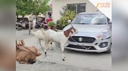80 हजार की चोरी के लिए 6 लाख का तामझाम, पुलिस ने बंटी-बबली स्टाइल चोरों को दबोचा