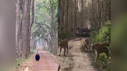 दुधवा टाइगर रिजर्व का रोमांचक तमाशा, सफारी के दौरान बाघिन-भालू का सामना; Video Viral