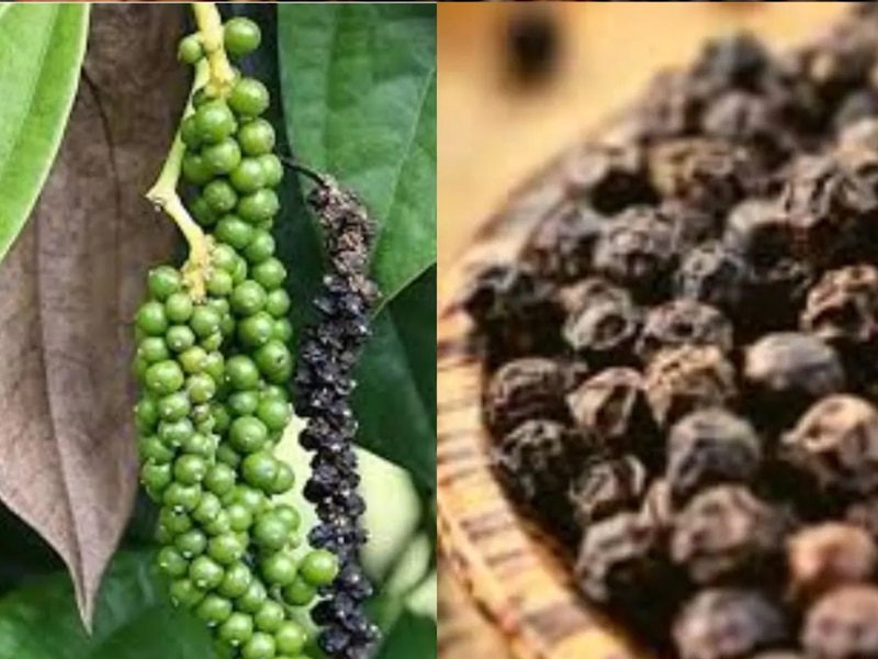 do you know which city is known for round black pepper in uttar pradesh ...