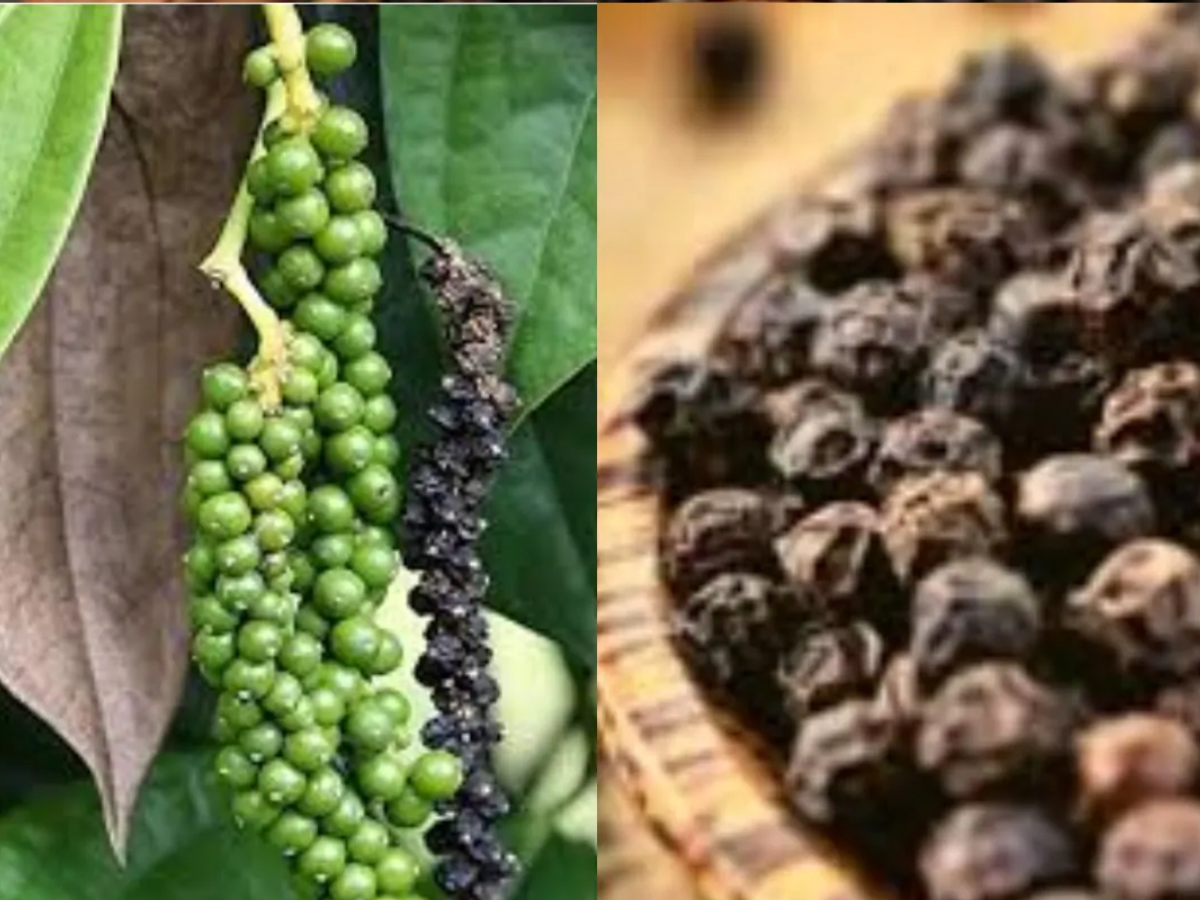 do you know which city is known for round black pepper in uttar pradesh ...