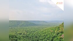 मध्य प्रदेश का कौन सा जिला है 'जंगलों का राजा'? जहां दूर-दूर तक दिखता है हरा समंदर