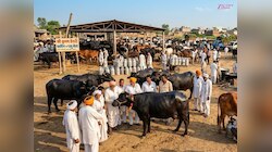 GK: देश का मशहूर ‘घी और दूध हब’! जानिए कहां होता है डेयरी का सबसे बड़ा कारोबार!