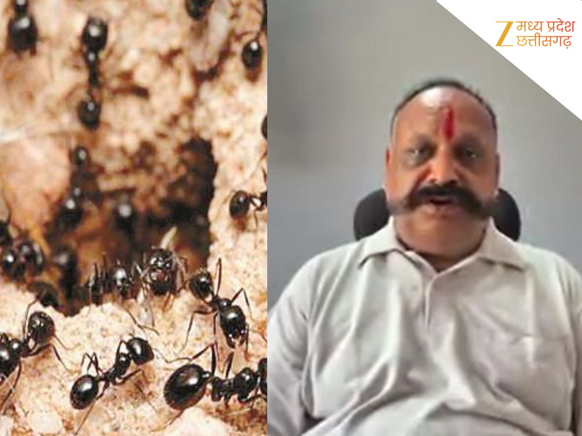 Latest News on मंदसौर | Read Breaking News on मंदसौर | Zee News Hindi