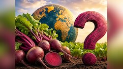 दुनिया का वो देश जिसे कहा जाता है 'चुकंदर कैपिटल', लिस्ट में किस स्थान पर है भारत?