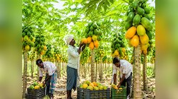 भारत का वो राज्य, जो पूरी दुनिया में उगाता सबसे ज्यादा पपीता, कहलाता ‘पपीता कैपिटल’