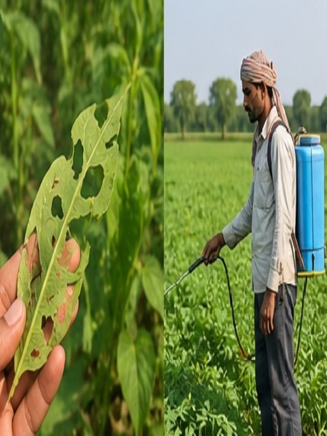 फसल को कीटों से कैसे बचाएं, सरकार की कीटनाशक दवाओं का अनुदान कैसे मिलेगा लाभ? यहां जानें