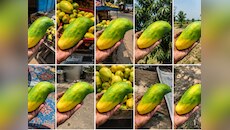 नाम सुनकर चौंक जाएंगे, स्वाद चखकर दीवाने हो जाएंगे… यही है नागिन आम!
