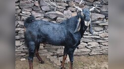 पटना से बंगाल तक किशनगंज के बकरों की डिमांड, ब्लैक बंगाल-तोतापरी नस्लें बनीं पसंद