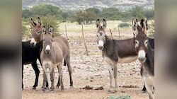 चीन में विलुप्त होने की कगार पर गधे, लोगों के जवान बने रहने की दीवानगी से आई आफत? 