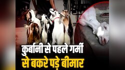 कुर्बानी पर भी गर्मी का प्रहार! तेज बुखार से तप रहे बकरीद वाले बकरे, पढ़िए रिपोर्ट