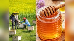 दुनिया का वो इकलौता शहर, जहां होती शहद की खेती, लोग कहते हैं Honey Capital!