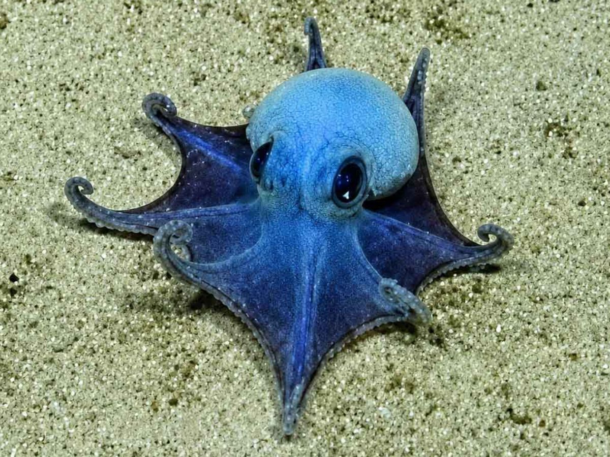 mysterious blue octopus captured on camera scientists stunned by its ...