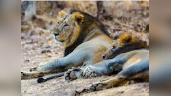 गुजरात के गिर में 3 शावक समेत 5 शेरों की मौत, बेबेसिया महामारी का सता रहा डर