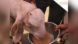 बुरहानपुर में चाय पीने वाले बकरे की लगी ऊंची कीमत, 1.11 लाख में बिका