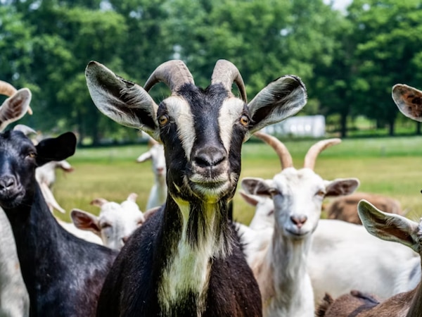 Goat won't be sacrificed on Eid, BMC bans sacrifice in Gokuldham Society; Police ordered to remove goats by morning