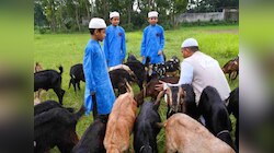कुर्बानी का सिर्फ गोश्त नहीं, जानवर की खाल को लेकर भी इस्लाम में हैं खास हिदायतें
