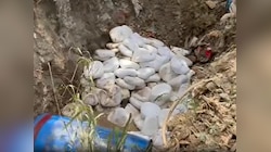 गाजियाबाद में 10 क्विंटल नकली पनीर बरामद, दिल्ली सप्लाई से पहले कार्रवाई
