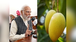 बिहार के जर्दालु आम के दीवाने हुए PM मोदी! 'मन की बात' में इसकी मिठास का किया जिक्र