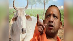 “गाय हमारी माता है, पशु नहीं”, राष्ट्रीय पशु बनाने की मांग पर CM योगी का बड़ा हमला