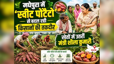 मधेपुरा में 'स्वीट पोटैटो' से बदल रही किसानों की तकदीर, खेतों में उतरीं मंत्री शीला कुमारी