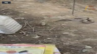 ब्लैक कोबरा ने पहले चाचा और फिर भतीजी की ले ली जान