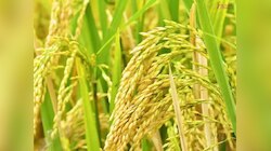 क्या आप जानते हैं हरियाणा में सबसे ज्यादा चावल कौन सा होता है?
