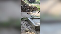  रोमांस करते दिखा नाग-नागिन का जोड़ा, फन उठाए एक दूसरे से लिपटे दिखा, देखिए VIDEO 