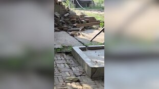  रोमांस करते दिखा नाग-नागिन का जोड़ा, फन उठाए एक दूसरे से लिपटे दिखा, देखिए VIDEO 