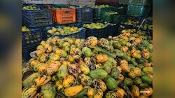 मैंगो लवर्स जरूर पढ़ें! गुजरात में पकड़ा गया कीड़ों से रेंगता 2000 KG आमों का जखीरा