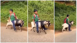 न साइकिल, न ऑटो... स्कूल जाने के लिए छोटे बच्चे ने निकाला ऐसा रास्ता; सवारी देख...